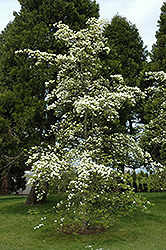 Eddie's White Wonder Flowering Dogwood (Cornus 'Eddie's White Wonder') at Lakeshore Garden Centres