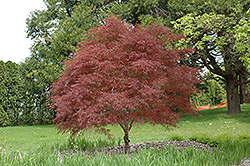 Dwarf Red Pygmy Japanese Maple (Acer palmatum 'Red Pygmy') at A Very Successful Garden Center