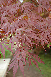 Hessei Japanese Maple (Acer palmatum 'Hessei') at A Very Successful Garden Center