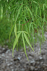 Koto No Ito Japanese Maple (Acer palmatum 'Koto No Ito') at Stonegate Gardens