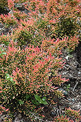 Red Fred Heather (Calluna vulgaris 'Red Fred') at Lakeshore Garden Centres