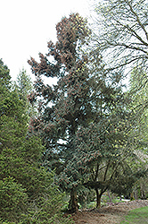 Coerulea White Spruce (Picea glauca 'Coerulea') at A Very Successful Garden Center