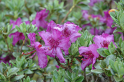 Saluenense Rhododendron (Rhododendron saluenense) at A Very Successful Garden Center