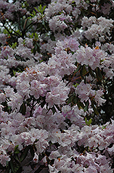 Heliolepis Rhododendron (Rhododendron heliolepis) at A Very Successful Garden Center