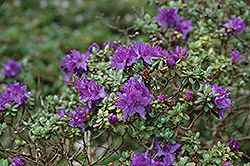 Dwarf Purple Rhododendron (Rhododendron impeditum) at Stonegate Gardens