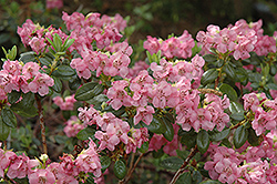 Campylogynum Rhododendron (Rhododendron campylogynum) at A Very Successful Garden Center
