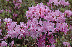 Alpine Rhododendron (Rhododendron calostrotum) at A Very Successful Garden Center