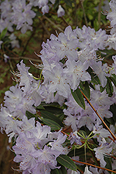 Cox Rhododendron (Rhododendron augustinii 'Cox') at Lakeshore Garden Centres