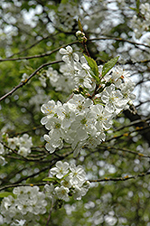 Northstar Cherry (Prunus 'Northstar') at Stonegate Gardens
