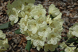 Vinecrest Rhododendron (Rhododendron 'Vinecrest') at A Very Successful Garden Center