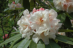 Lady Bessborough Rhododendron (Rhododendron 'Lady Bessborough') at A Very Successful Garden Center