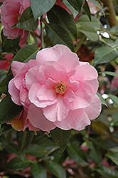 Brigadoon Camellia (Camellia x williamsii 'Brigadoon') at A Very Successful Garden Center