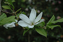 Zen Magnolia (Magnolia zenii) at A Very Successful Garden Center