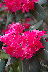 Round-Leaved Rhododendron (Rhododendron orbiculare) at A Very Successful Garden Center