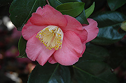 Dewatairin Camellia (Camellia japonica 'Dewatairin') at Lakeshore Garden Centres