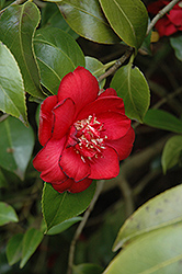 Goshoguruma Camellia (Camellia japonica 'Goshoguruma') at Lakeshore Garden Centres