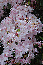 Davidson Rhododendron (Rhododendron davidsonianum) at A Very Successful Garden Center