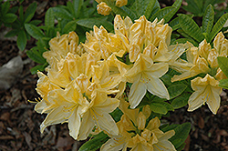 Yellow Azalea (Rhododendron luteum) at A Very Successful Garden Center
