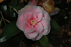 Magnolia-flowered Camellia (Camellia japonica 'Magnoliaeflora') at Stonegate Gardens