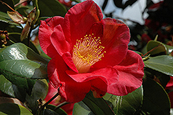 Jupiter Camellia (Camellia japonica 'Jupiter') at A Very Successful Garden Center