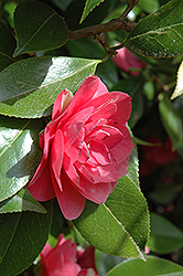 Admiral Nimitz Camellia (Camellia 'Admiral Nimitz') at Stonegate Gardens