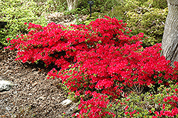 Hino Crimson Azalea (Rhododendron 'Hino Crimson') at A Very Successful Garden Center