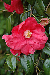 Eugene Bolen Camellia (Camellia japonica 'Eugene Bolen') at Lakeshore Garden Centres