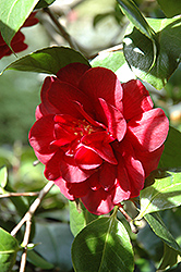 Warrrior Camellia (Camellia japonica 'Warrior') at Lakeshore Garden Centres