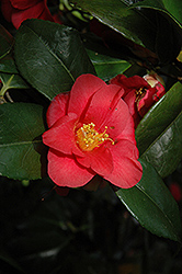 Snow Camellia (Camellia japonica 'ssp. Rusticana') at Stonegate Gardens