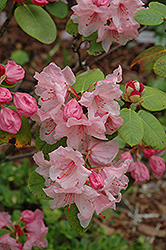 Bow Bells Rhododendron (Rhododendron 'Bow Bells') at Stonegate Gardens