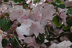 Maureen Rhododendron (Rhododendron 'Maureen') at Stonegate Gardens