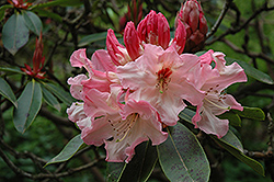Lem's Cameo Rhododendron (Rhododendron 'Lem's Cameo') at A Very Successful Garden Center