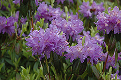 Ilam Violet Rhododendron (Rhododendron 'Ilam Violet') at A Very Successful Garden Center