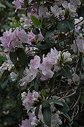 Oreotrephes Rhododendron (Rhododendron oreotrephes) at A Very Successful Garden Center
