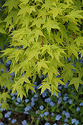 Aureum Japanese Maple (Acer palmatum 'Aureum') at Stonegate Gardens