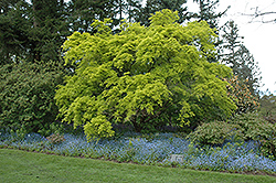 Aureum Japanese Maple (Acer palmatum 'Aureum') at A Very Successful Garden Center