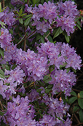 Hobbie Rhododendron (Rhododendron augustinii 'Hobbie') at A Very Successful Garden Center