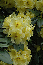 Hotei Rhododendron (Rhododendron 'Hotei') at A Very Successful Garden Center