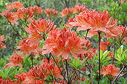 Chinese Azalea (Rhododendron molle) at A Very Successful Garden Center