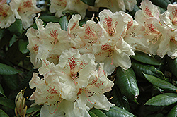 Mrs. Betty Robertson Rhododendron (Rhododendron 'Mrs. Betty Robertson') at A Very Successful Garden Center