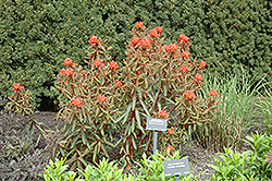 Dixter Spurge (Euphorbia griffithii 'Dixter') at A Very Successful Garden Center