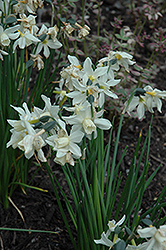 Toto Daffodil (Narcissus 'Toto') at A Very Successful Garden Center