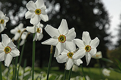 Pheasant's Eye Daffodil (Narcissus poeticus 'var. recurvus') at Lakeshore Garden Centres