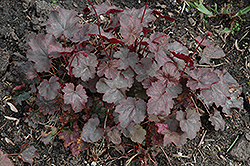 Veil Of Passion Coral Bells (Heuchera 'Veil Of Passion') at Stonegate Gardens