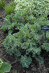 Sea Kale (Crambe maritima) at A Very Successful Garden Center