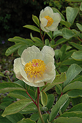 Molly-the-Witch Peony (Paeonia mlokosewitschii) at Stonegate Gardens