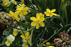 Baby Moon Daffodil (Narcissus 'Baby Moon') at Stonegate Gardens