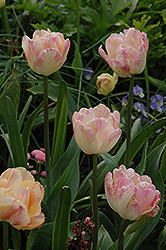 Peach Melba Tulip (Tulipa 'Peach Melba') at Stonegate Gardens