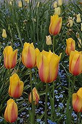Blushing Beauty Tulip (Tulipa 'Blushing Beauty') at Lakeshore Garden Centres