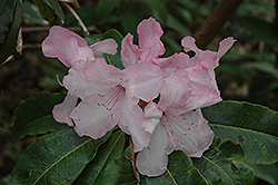 Halopeanum Rhododendron (Rhododendron 'Halopeanum') at Stonegate Gardens